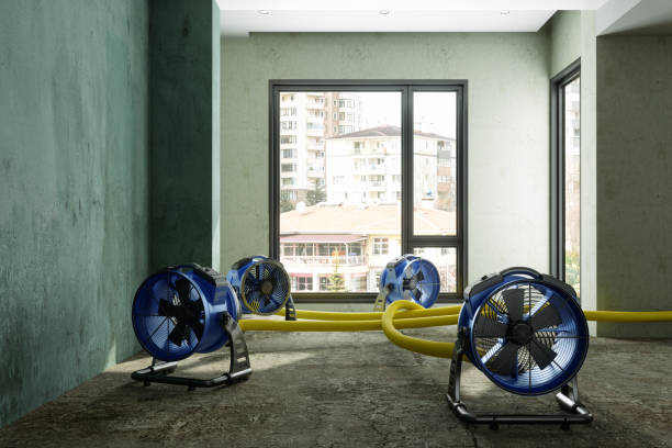 Best Local water damage restoration  in Albert Lea, MN